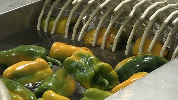 Peppers sorting machines and lines | UNITEC