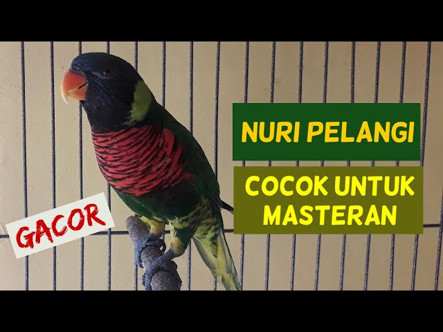 Burung nuri pelangi gacor untuk masteran class=