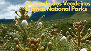 Exploring Brazil's Hidden Gems: Chapada dos Veadeiros & Emas National Parks