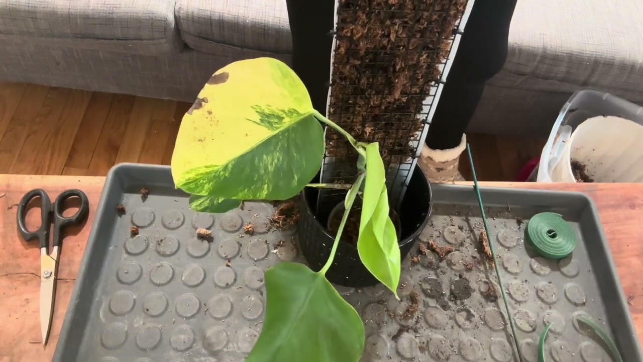 Monstera aurea on moss pole