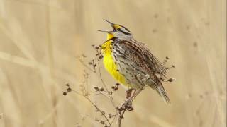 Eastern Meadowlark Portait