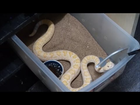 Venomous rack tour! See most of our rat