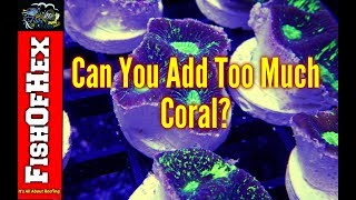 Can You Add Too Much Coral At One Time? | Your Question & My Answer