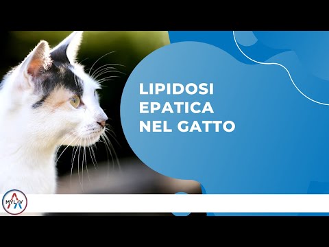 Video: Lipidosi epatica (malattia del fegato grasso) nei gatti