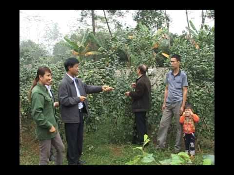 Video hướng dẫn kỹ thuật trồng táo đại - hqdefault