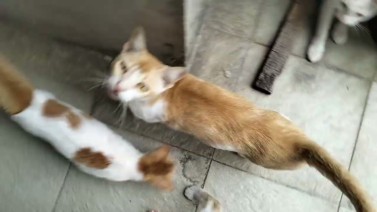 MINTA MAKAN DUA GENERASI 