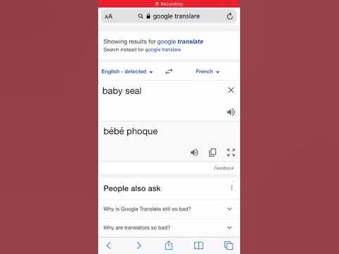 Baby seal in French - YouTube