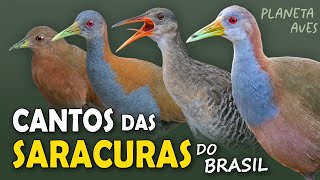 CANTOS das SARACURAS e SANÃS do BRASIL | Cantos Planeta Aves!