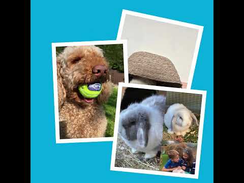 International pet day 2026
