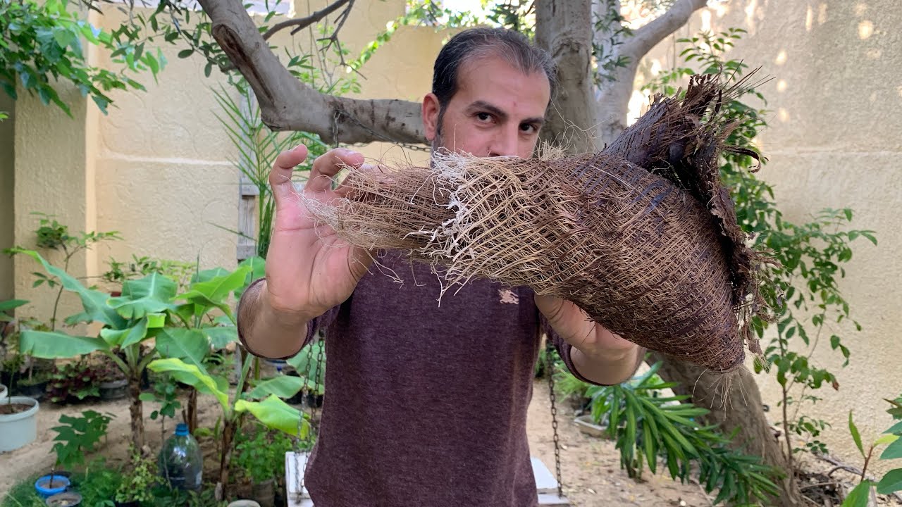 أقوي مادة طبيعية على وجه الأرض لتقوية الشعر وتنقية الوجه والبشرة والجلد وطرد السموم من الجسم 👌شاهد