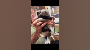 A guy wanted to adopt a cat, but he wouldn