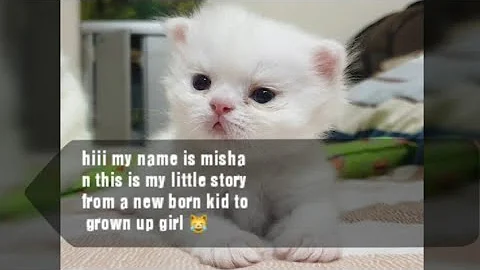 How baby kitten grow - 0-8 weeks