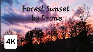 Beautiful Forest Sunset by Drone | 4K.