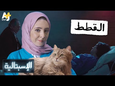 فيديو: لماذا نحب القطط