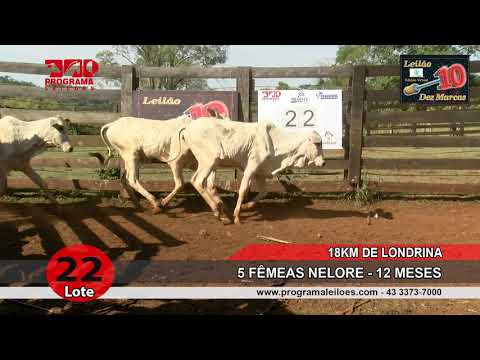 Lote 22