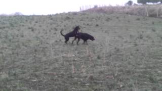Bordo Vom Goldenhorn & Luna