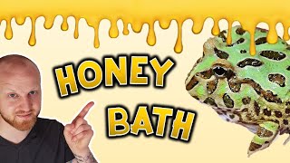 How to Give Your Pacman Frog a Honey Bath!