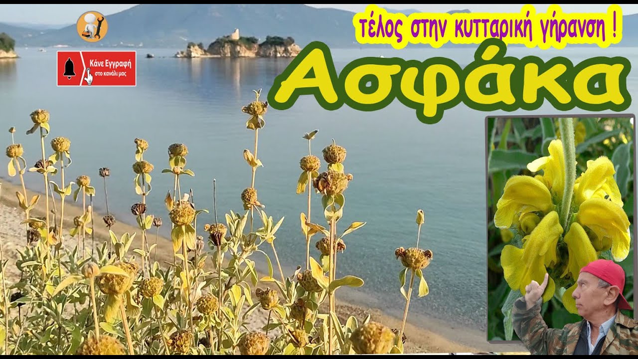 Ασφάκα: Μπορεί να επηρεάζει τη διαδικασία γήρανσης;