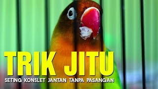 BELAJAR LOVEBIRD#9: Trik Jitu Cetak Lovebird Konslet Jantan Tanpa Pasangan