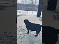 #dog #labrador