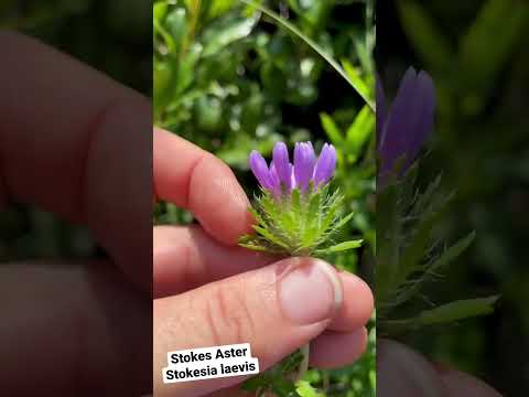 Видео: Как ухаживать за Stokesia laevis?