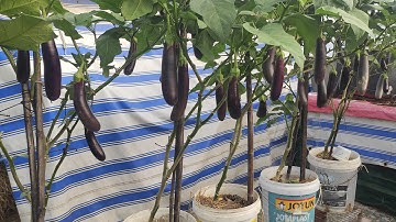 Cách trồng Cà Tím thùng 20lít , tưởng không dễ ai ngờ Trái ra không thể Tưởng  | Khoa Hien 478