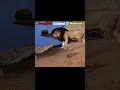 Crocodile Vs Lion Scarface Coldest Moment Scarface Lion Viralshorts Wildlife Crocodile Vs Lion Scarface Coldest Moment Scarface Lion Viralshorts Wildlife