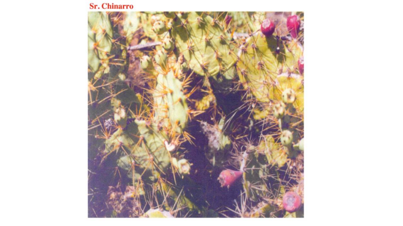 Ver Sr. Chinarro - Bye bye (Audio) no YouTube Ver Sr. Chinarro - Bye bye (Audio) no YouTube