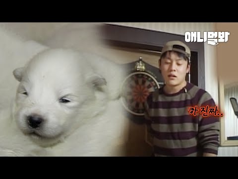 세상 귀여운 이 강아지 때문에 남자는 화가났다.ㅣMan&amp;#39;s <strong>Upset</strong> Because Of Such Adorable Puppy Like This