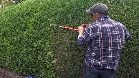 Trimming a Conifer (THUJA) hedge