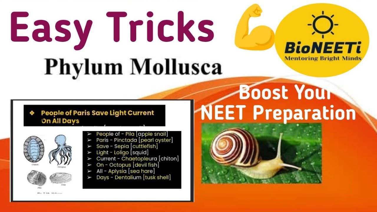 Animal Kingdom - Mollusca - Easy Trick NEET Biology NCERT - YouTube