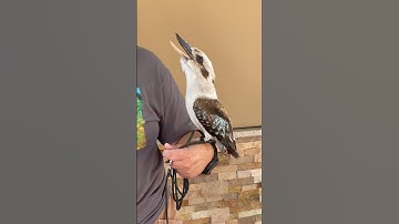 Laughing Kookaburra Call
