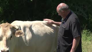 LUR BERRI - Filière bovine : les qualités de la race Blonde d'Aquitaine