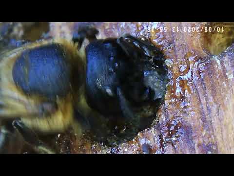 Die Asiatische Mörtelbiene baut ihr Nest aus Harz.