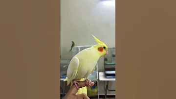 صوت أنثى الكوكتيل اللاتينو الأصفر لاتينو Parrot كوكتيل 