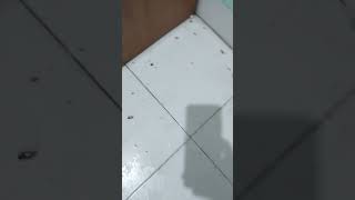 best Cockroach control tarika | best Cockroach kilar spray
