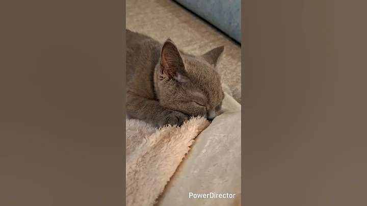 Video 11522551: britishshorthair cat cute kitten, britishshorthair cat funny kitten