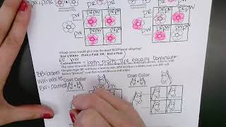 Non-Mendelian Genetics ( Incomplete Dominance, Codominance, X-Linked)