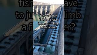 They don’t have to jump from step to step #fish #fishpassage