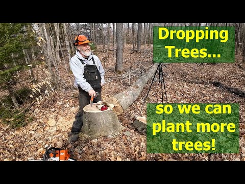 Cutting Down a Big Beech Tree | Firewood | Near Misses! - YouTube