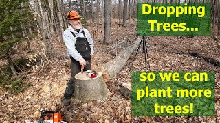 Cutting Down a Big Beech Tree | Firewood | Near Misses!