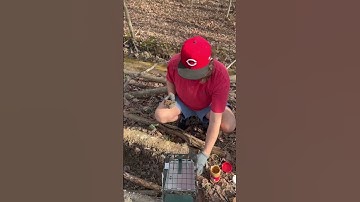 Resetting our traps! #predators #chickens #trapping