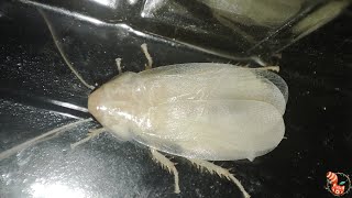 Lobster or speckled cockroach (Nauphoeta cinerea) - Reproduction, feeding, care...etc by Saber Animal 479 views 8 months ago 6 minutes, 26 seconds