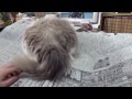 絶対わざとな猫 　　Cat purposely sits on the paper everyday .