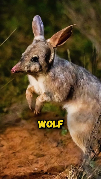 Top 6 Most Agile Animals You’ve Never Seen #animals #shorts