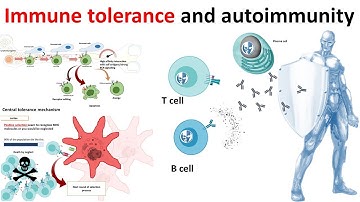 Immune Tolerance and autoimmunity (overview)