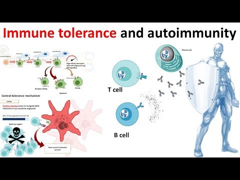 Video: Mekanismer För Autoimmunitet I B-celler I SLE