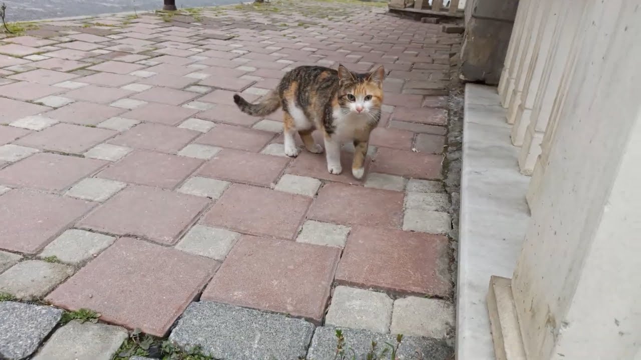 Cute calico cat constantly meows but she does not want to come near me