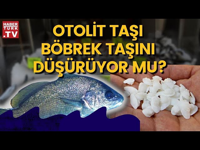 Balık taşının böbrek taşı düşürdüğüne inanılıyor - YouTube