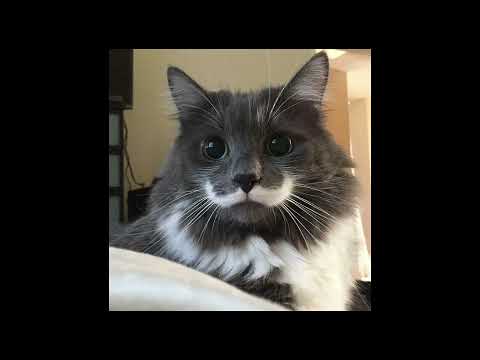 Lil Will Bust It Open Speed Up 